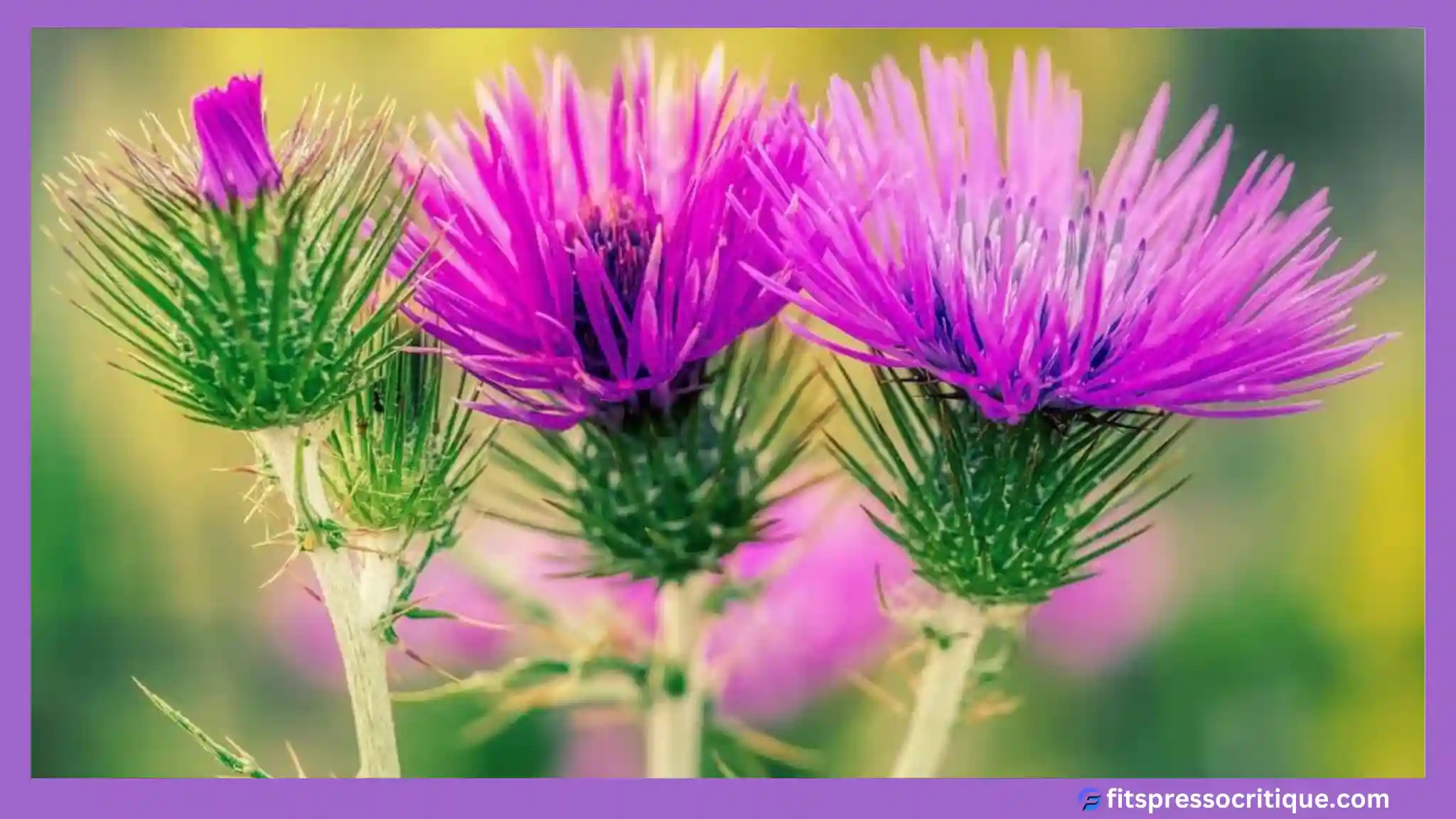 Milk Thistle Benefits For Weight Loss